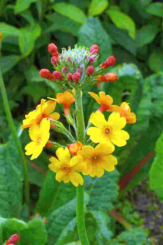 Prvosenka Primula bulleyana s prorůstajícím patrovitým květenstvím Prvosenka Primula bulleyana s prorůstajícím patrovitým květenstvím