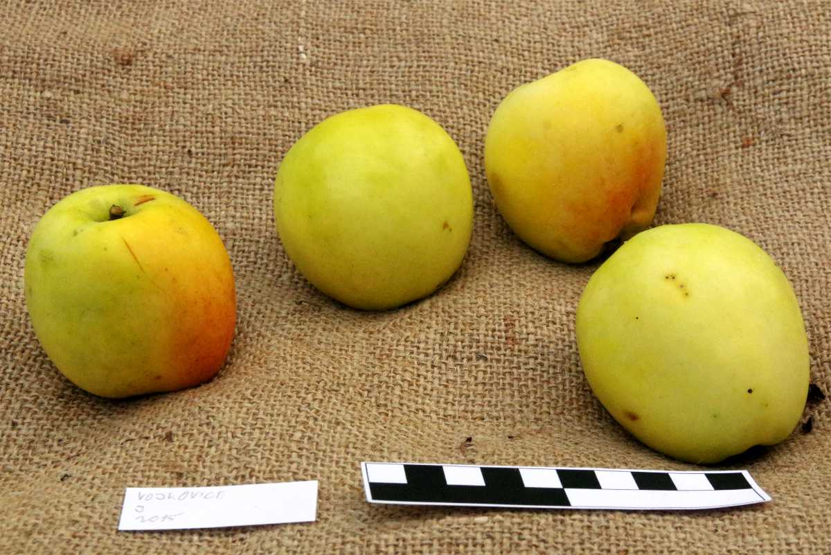 Jadernička moravská Jablka odrůdy Jadernička moravská