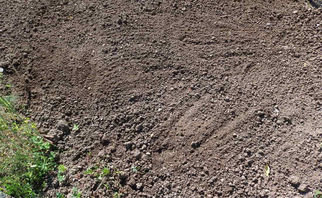 Půdu pro výsev meziplodiny stačí počechrat kypřicími hráběmi; foto O. Faměra Stopy po kypřicích hrábích ksou jemné