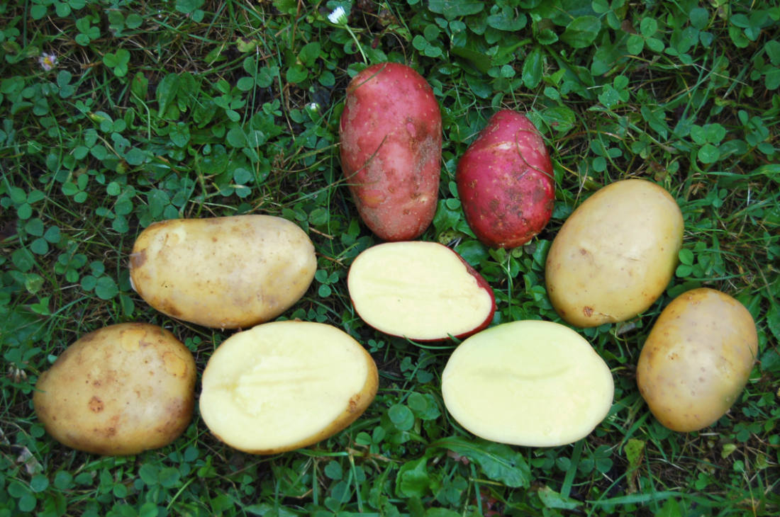 Když se řekne velmi raná brambora aneb o skladování