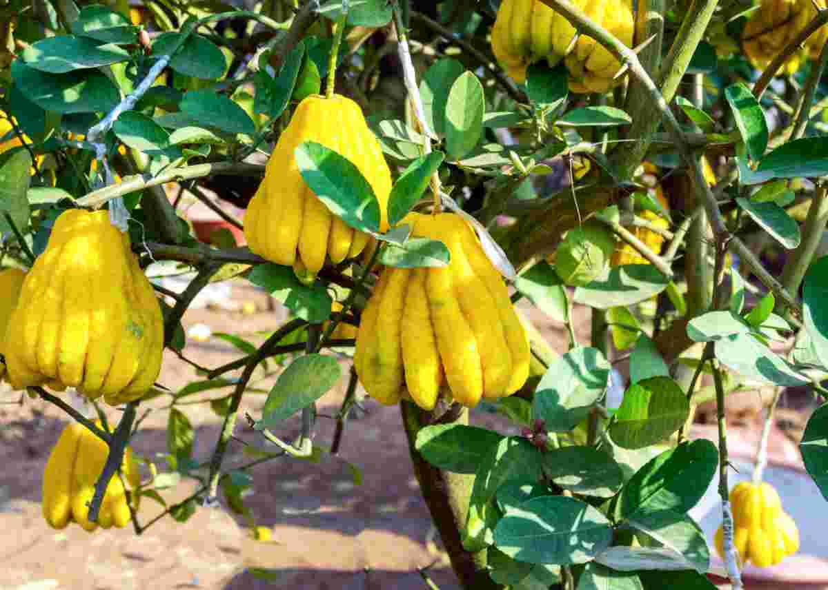 Citrus medica var. sarcodactylis se česky nazývá budhova ruka