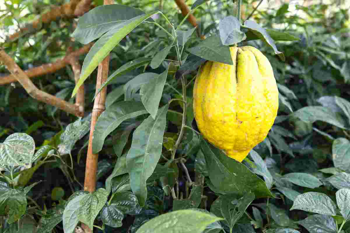 Citrus cedrát nadchne pěstitele subtropických rostlin