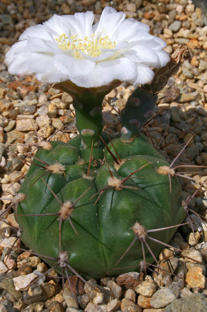 Gymnocalycium megalothelon