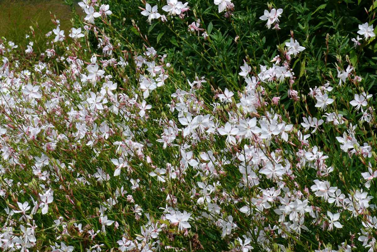 Gaura lindheimeri dokáže kvést od počátku léta až do prvních mrazů Gaura lindheimeri kvete od léta až do mrazů