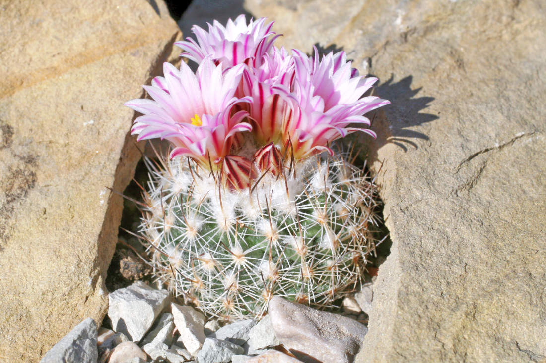 Gymnocactus nelisae, kaktus ze skupiny chladnomilných