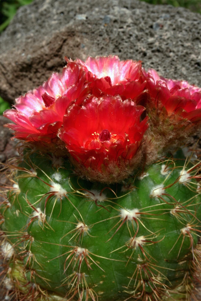 Notocactus otonis vencluanus