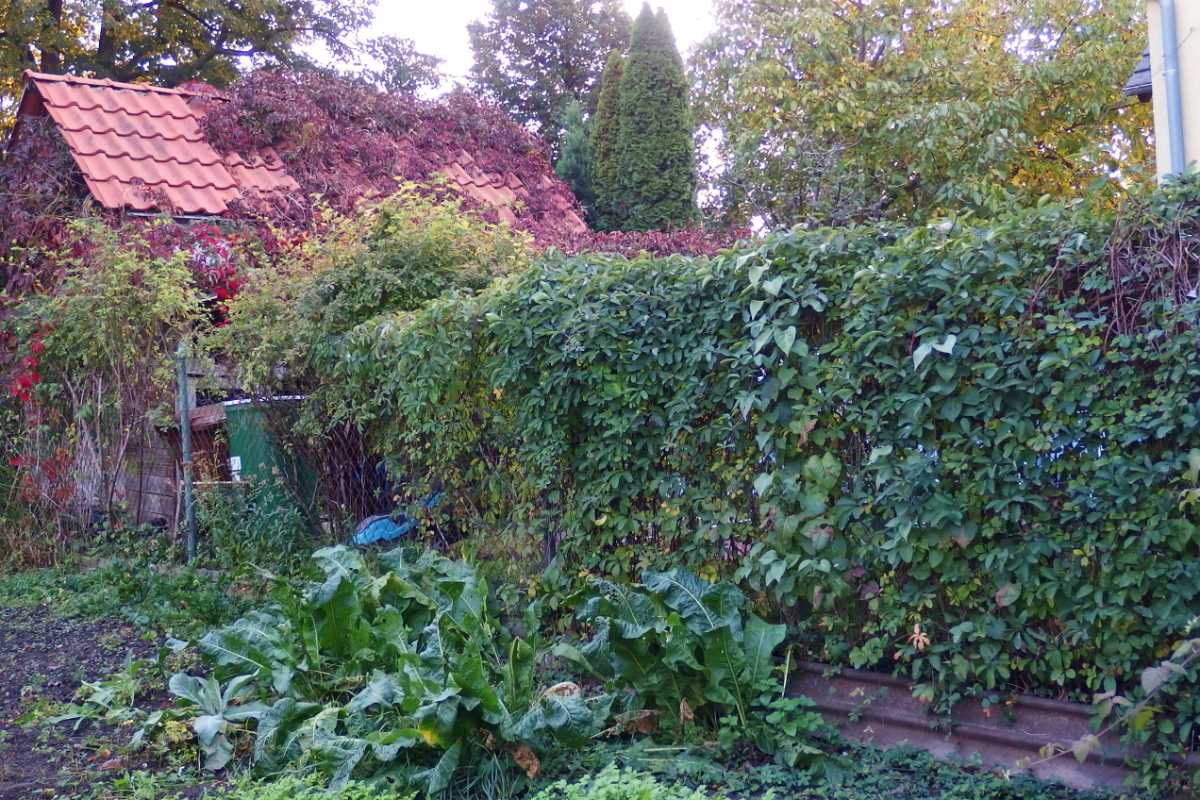 Nepropustná džungle u plotu. Záměr asi nebyl špatný, ale chybí údržba. Foto O. Faměra. Výsadby u plotu je třeba udržovat, aby nepřerostly původní záměr