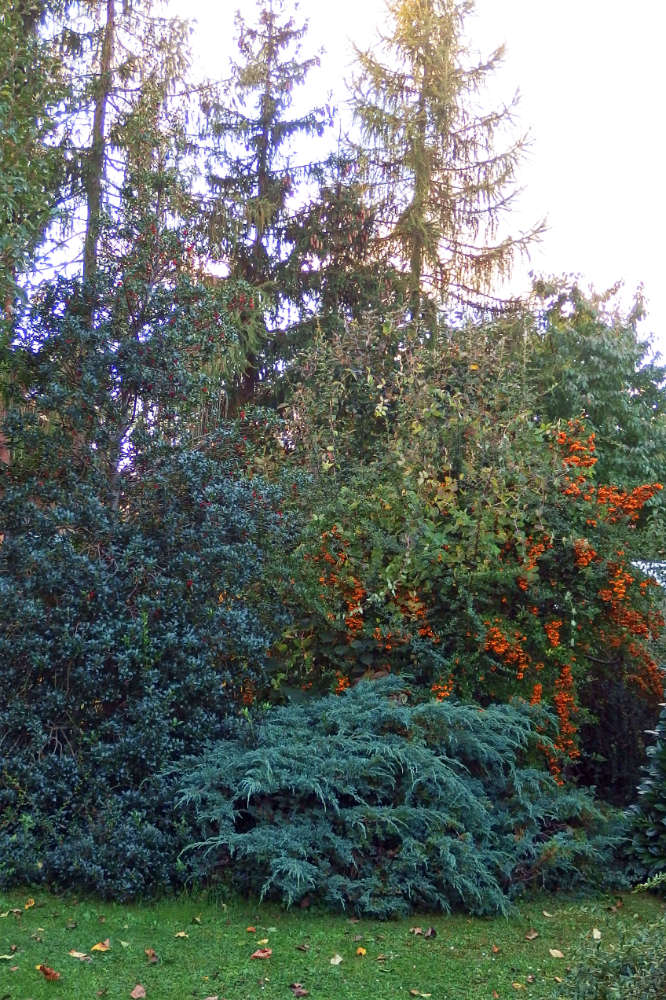 Vzrostlá vegetace stíní; 2x foto O. Faměra Vzrostlá vegetace stíní; 2x foto O. Faměra