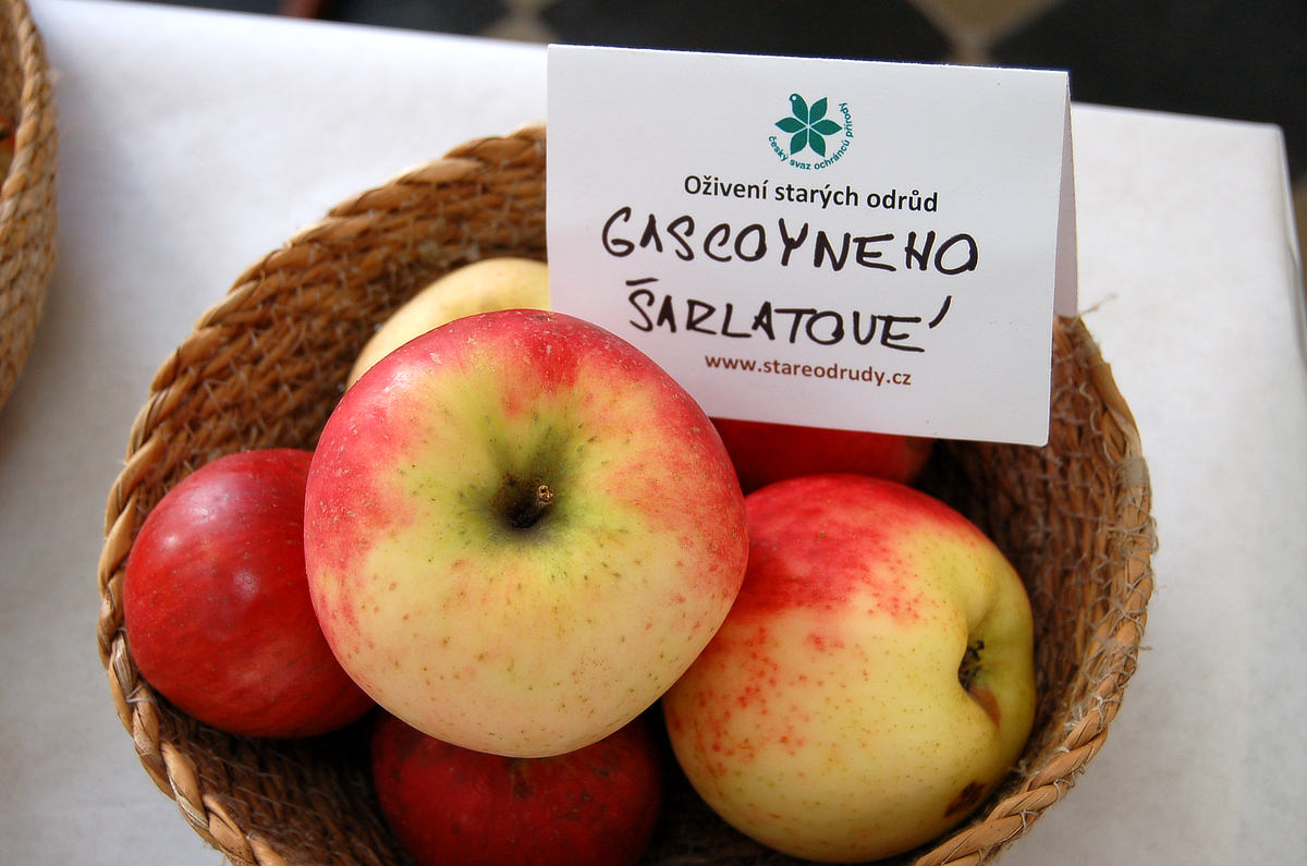 Gascoygneho šarlatové. Málokdo napíše název správně, ale nikdo, kdo jablko viděl, už si ho s jinou odrůdou nesplete. Jablko odrůdy Gascoygneho šarlatové