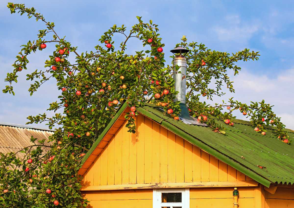 Bývá těžké porazit strom v plné síle; foto Shutterstock Výsadby ovocných stromů u domu je třeba promyslet