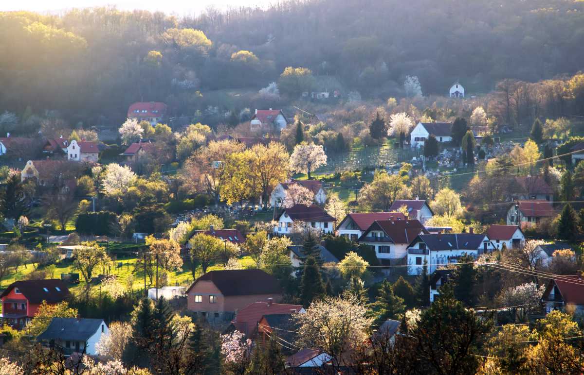 Když se daří najít stromům dobrá místa. Snímek z maďarské krajiny poblíž Balatonu; foto Shutterstock Povedené výsadby stromů