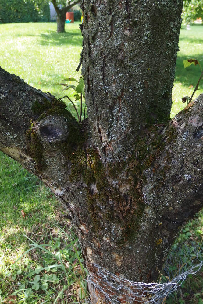 Nekróza na kmeni jabloně