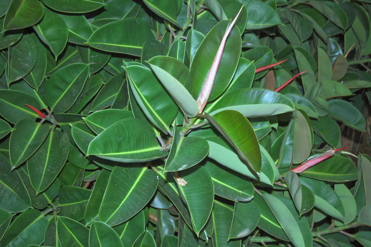 Běžně pěstovaný pokojový fíkus Ficus elastica Běžně pěstovaný pokojový fíkus Ficus elastica