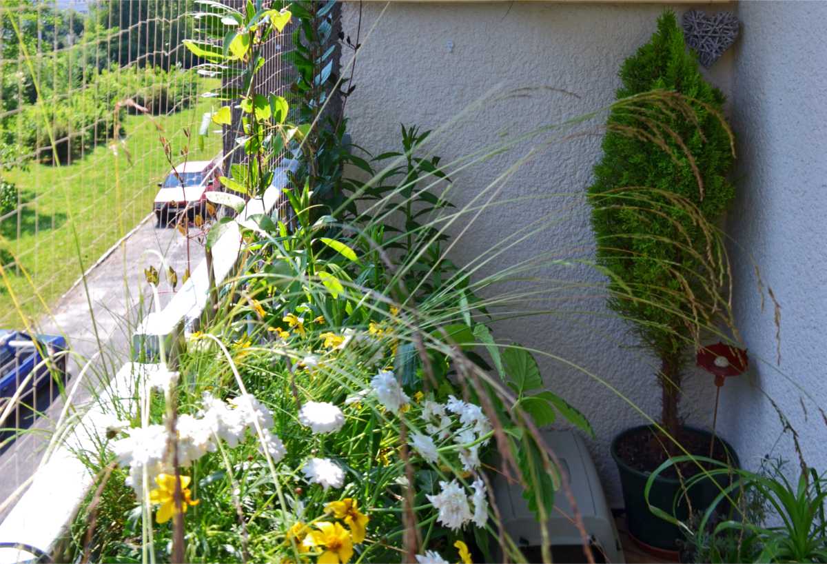 Pěstování v nádobách: Vybíráme rostliny pro balkon nebo terasu