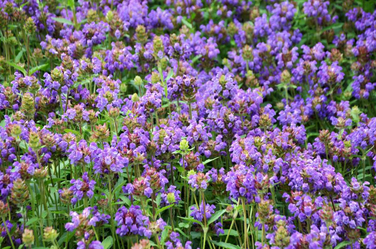 Nápadně kvetoucí černohlávek velkokvětý je oblíbená trvalka a má i více zahradnických kultivarů Černohlávek velkokvětý (Prunella grandiflora)