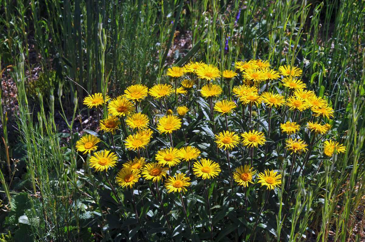 Oman srstnatý Oman srstnatý (Inula hirta)
