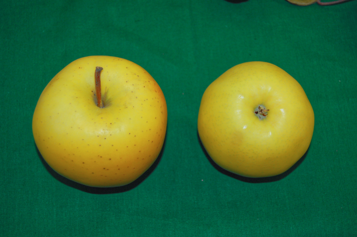 Golden Delicious tak jak má být - vyzrálý, s vůní banánu. Ne to, co bývá v obchodě. Jinak náhodně nalezený semenáč. Jablko odrůdy Golden Delicious
