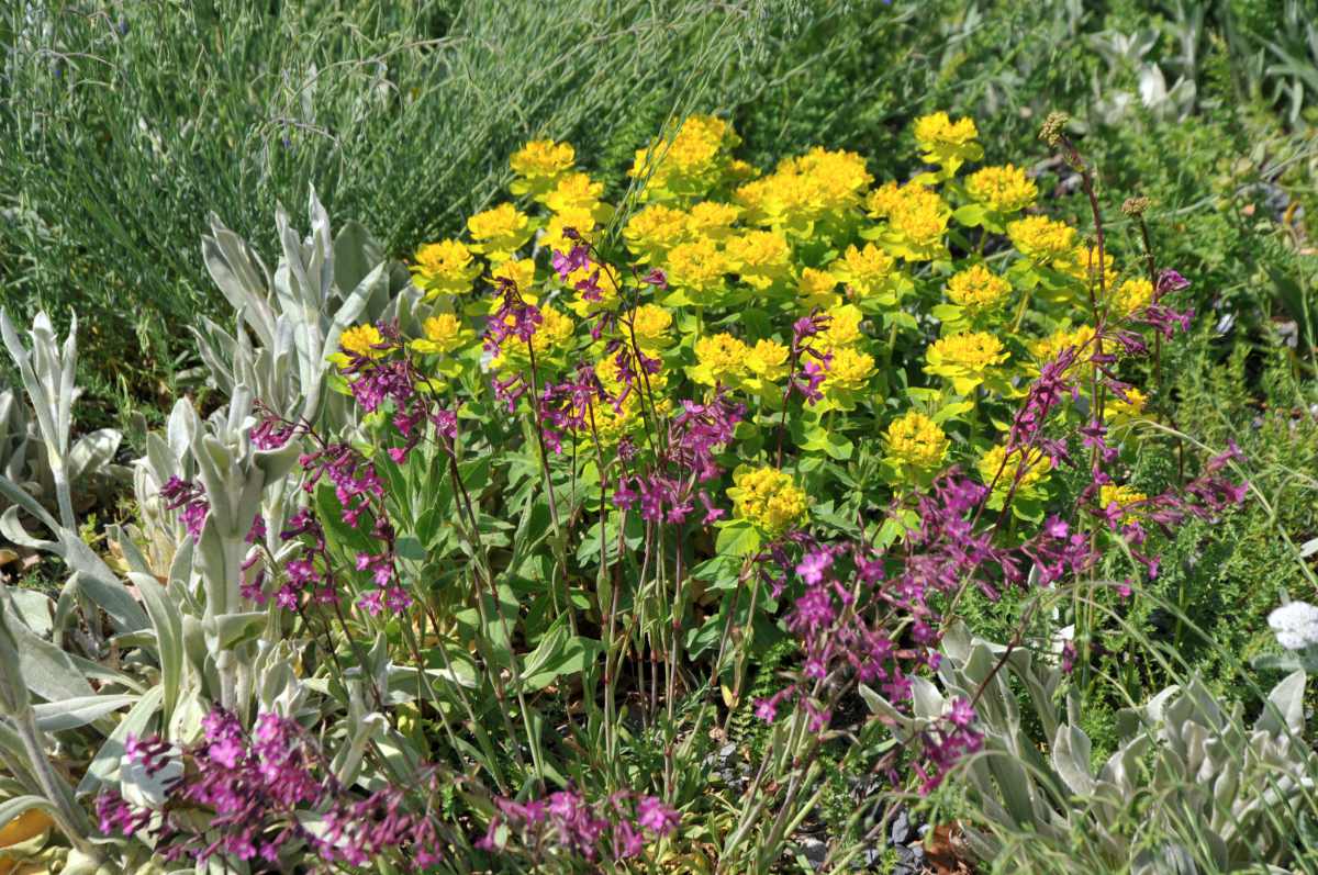 Pryšec mnohobarvý a smolnička obecná Pryšec mnohobarvý (Euphorbia epithymoides) a smolnička obecná (Lychnis viscaria).