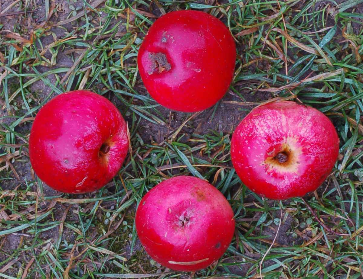 Panenskému pád do trávy neublíží Odrůda jablka Panenské