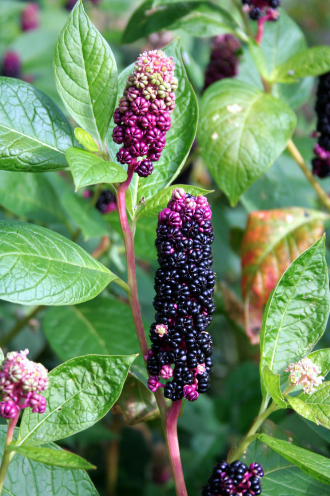Líčivka jedlá Líčidlo jedlé (Phytolaca esculenta)