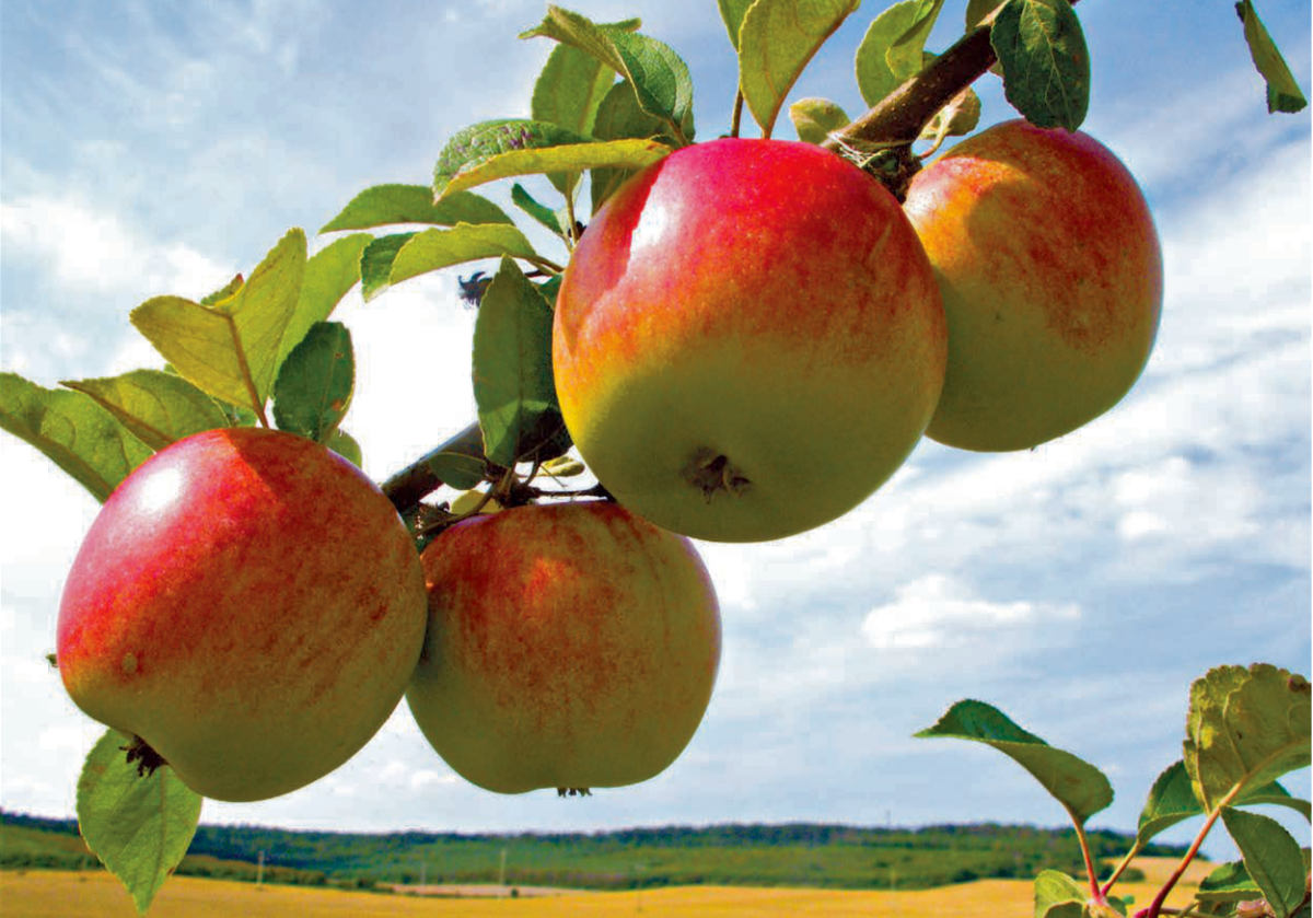 Jablka odrůdy Růžena Bláhová, foto J. Stanzel Jablka odrůdy Růžena Bláhová