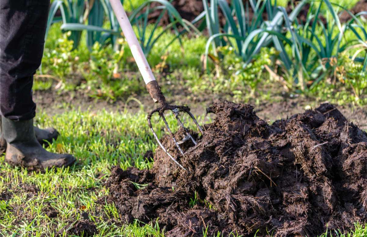 Hnůj pro zeleninový záhon; foto Shutterstock Hnůj dáme na podzim na záhon, kam příští rok vysejeme nebo vysadíme zeleninu s největšími nároky na živiny