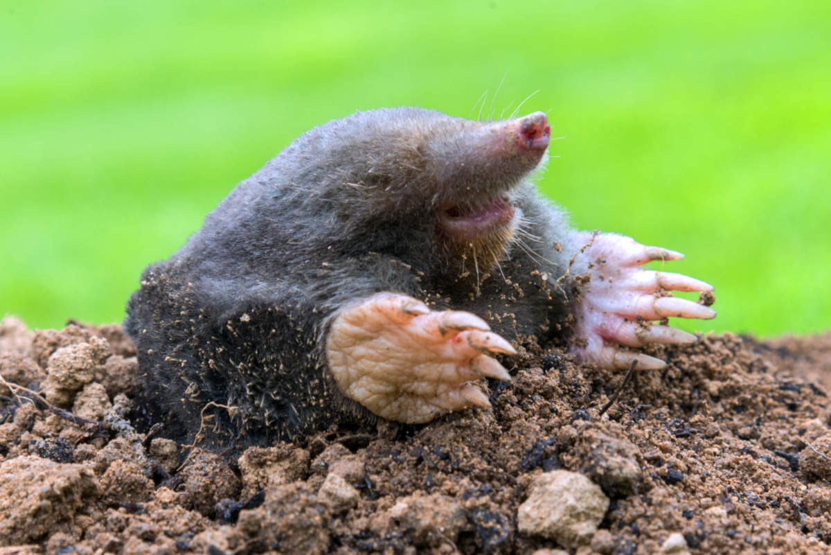 Jak na bojůvky s hlodavci a proč mít s krtky v zahradě trpělivost