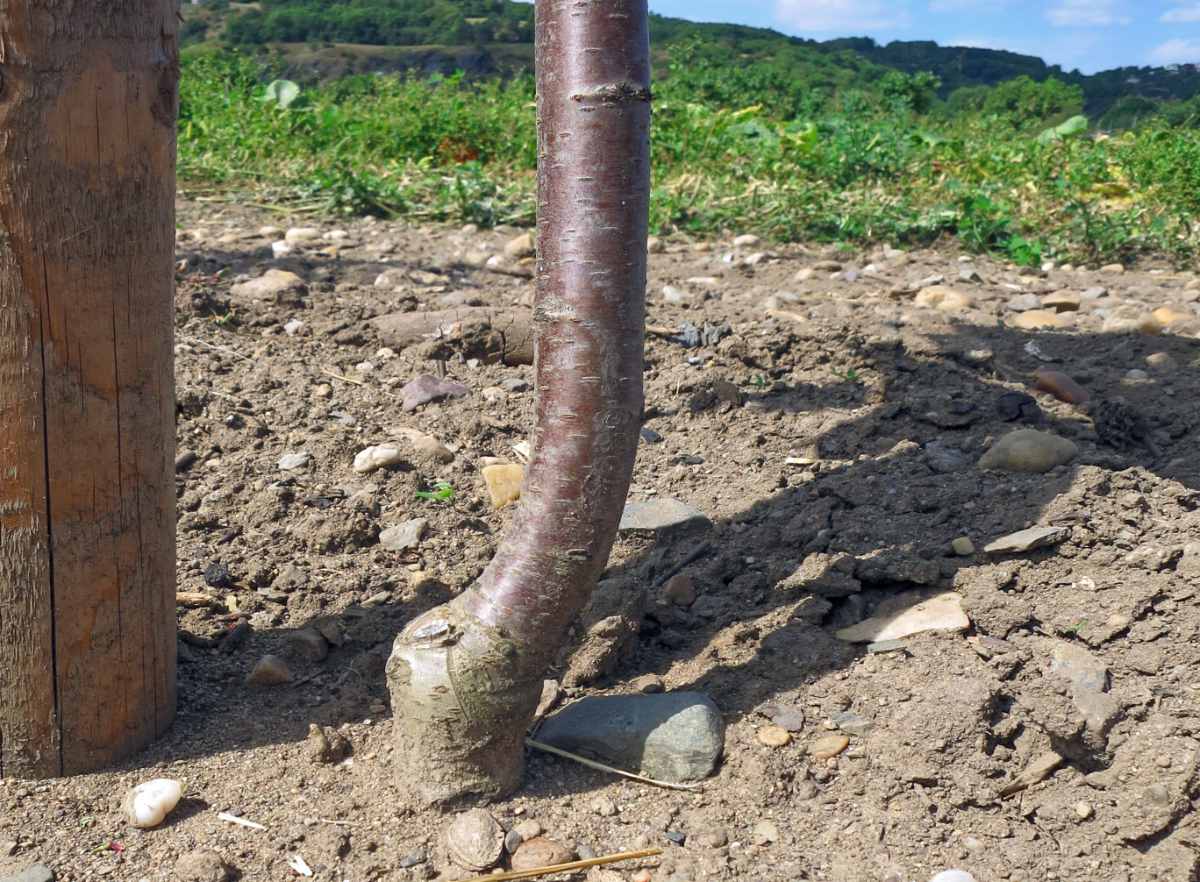 Koupili jste nový ovocný stromek? Vysaďte ho co nejdřív