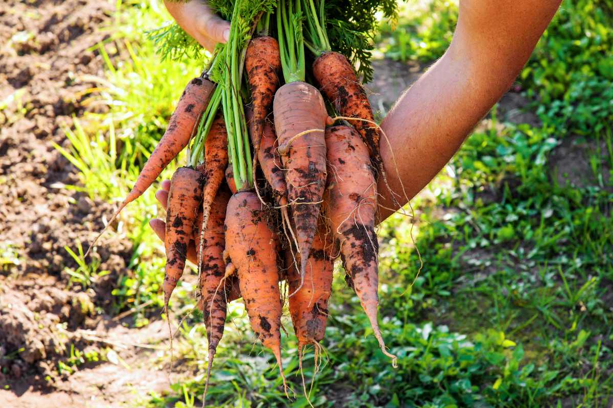 Mrkev má náskok, aby pěkně narostla; foto Shutterstock Pěkně narostlá mrkev