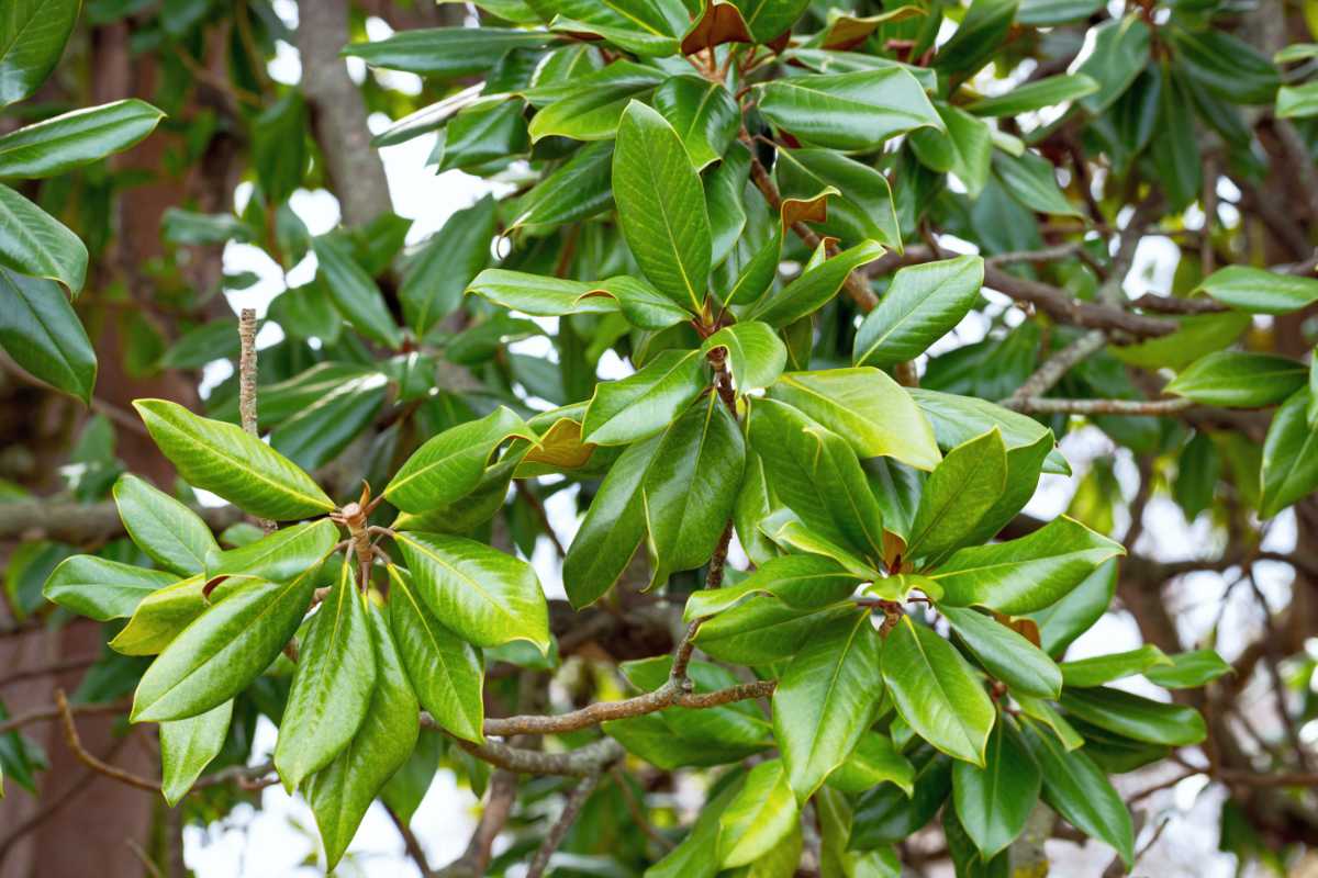 Detail listu Magnolia grandiflora Detail listu Magnolia grandiflora