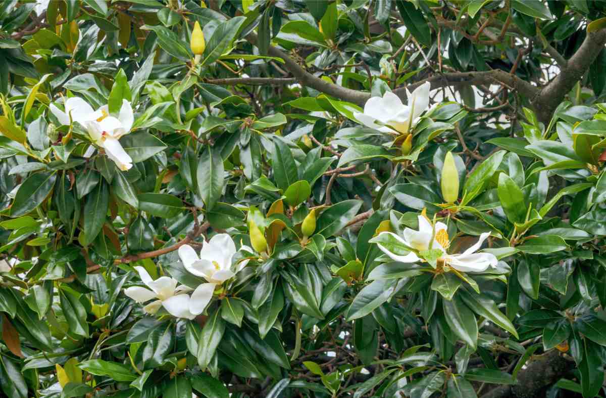 Keř obalený krásnými, bílými květy Květy magnolie velkokvěté