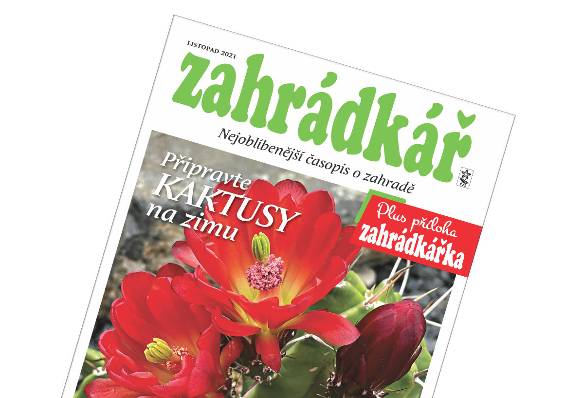 Zahrádkář v listopadu: hrušky, jablka, péče o zeleninový záhon