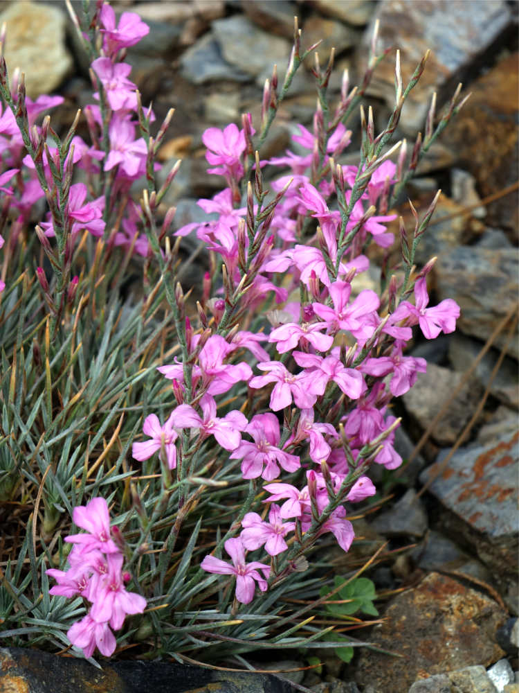 Ježourek (Acantholimon venustum) Ježourek (Acantholimon venustum)