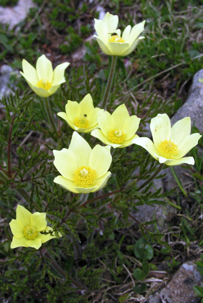 Koniklec Pulsatilla alpina subsp. apiifolia je relativně hojným druhem na alpských loukách. Pěstuje se však obtížněji než jiné koniklece. Koniklec Pulsatilla alpina subsp. apiifolia je relativně hojným druhem na alpských loukách. Pěstuje se však obtížněji než jiné koniklece.