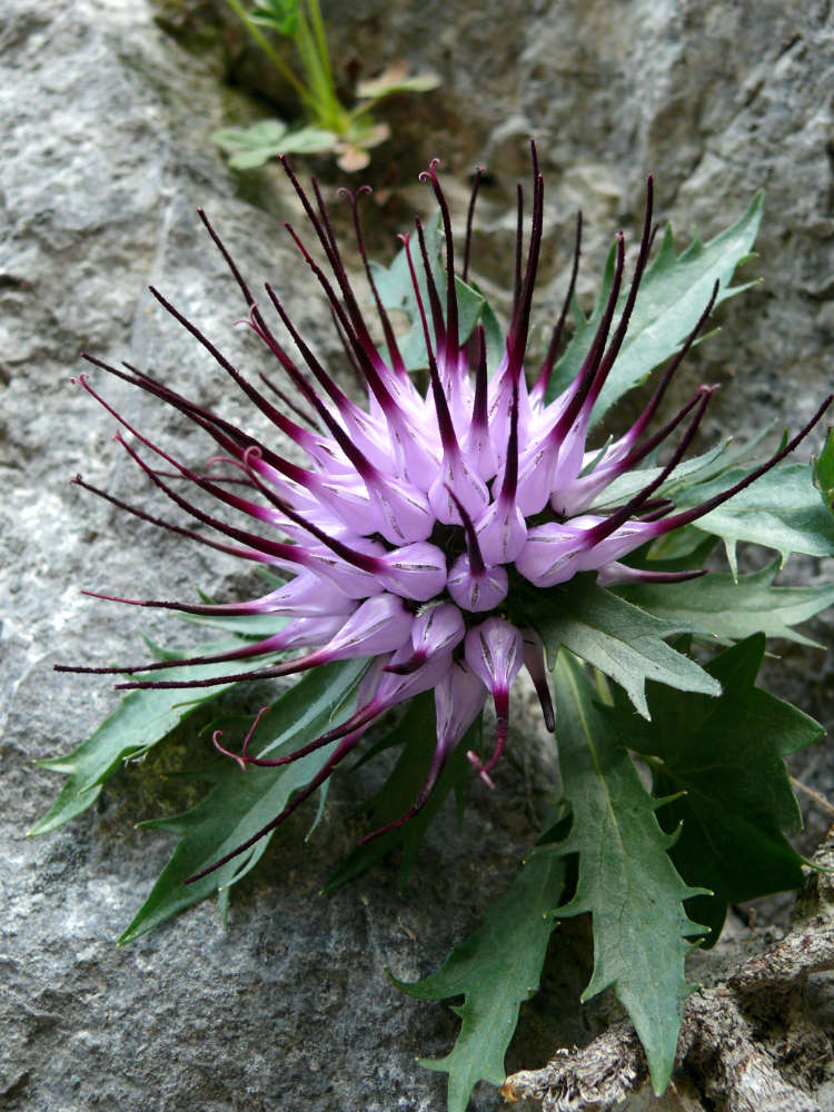 Zvonečník chocholatý (Physoplexis comosa) Zvonečník chocholatý (Physoplexis comosa)