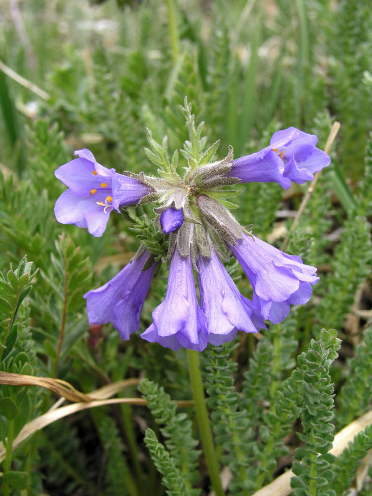 Jirnice (Polemonium viscosum) Jirnice (Polemonium viscosum)