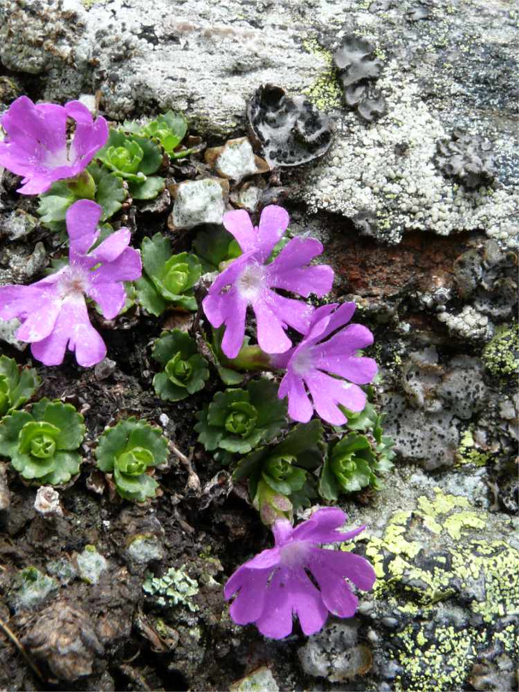 Prvosenka nejmenší (Primula minima) Prvosenka nejmenší (Primula minima)