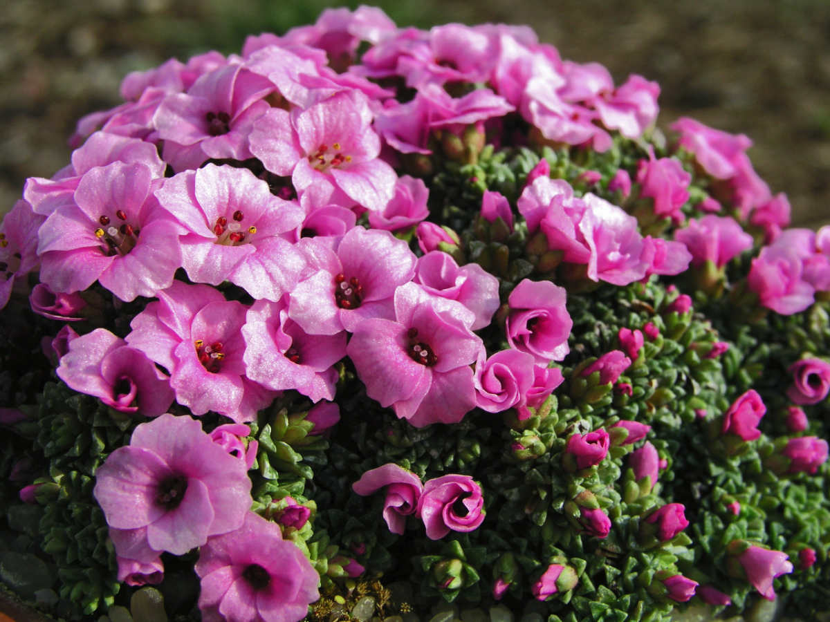 Lomikámen (Saxifraga) Sissi Lomikámen Sissi