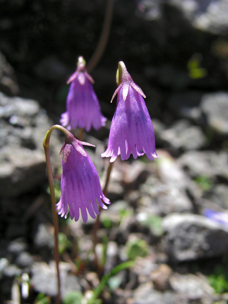 Dřípatka Soldanella pusilla, Dolomity, Itálie Dřípatka