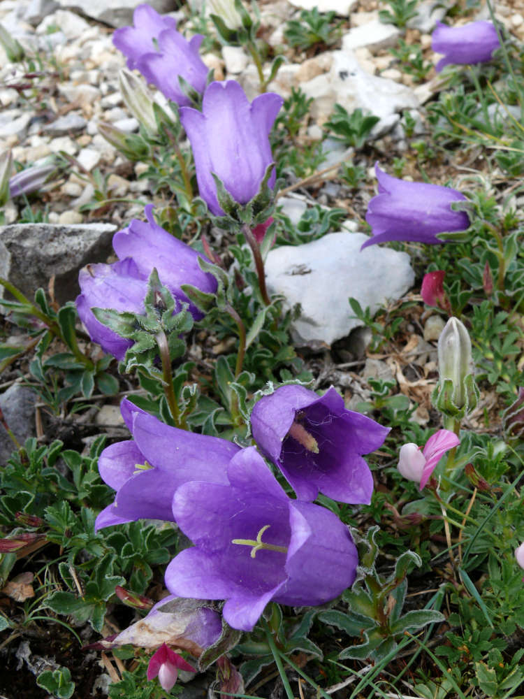 Zvonek Campanula alpestris, Mt. Ventoux, Francie Zvonek Campanula alpestris, Mt. Ventoux, Francie