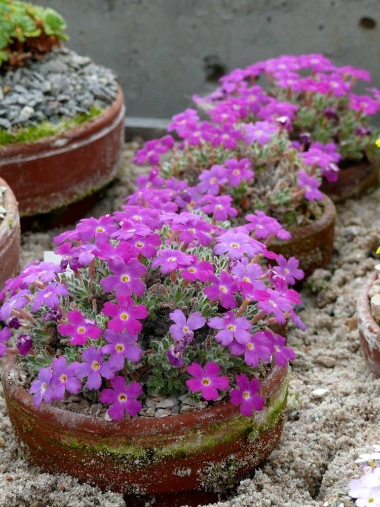 Dionysia bazoftica Dionysia bazoftica