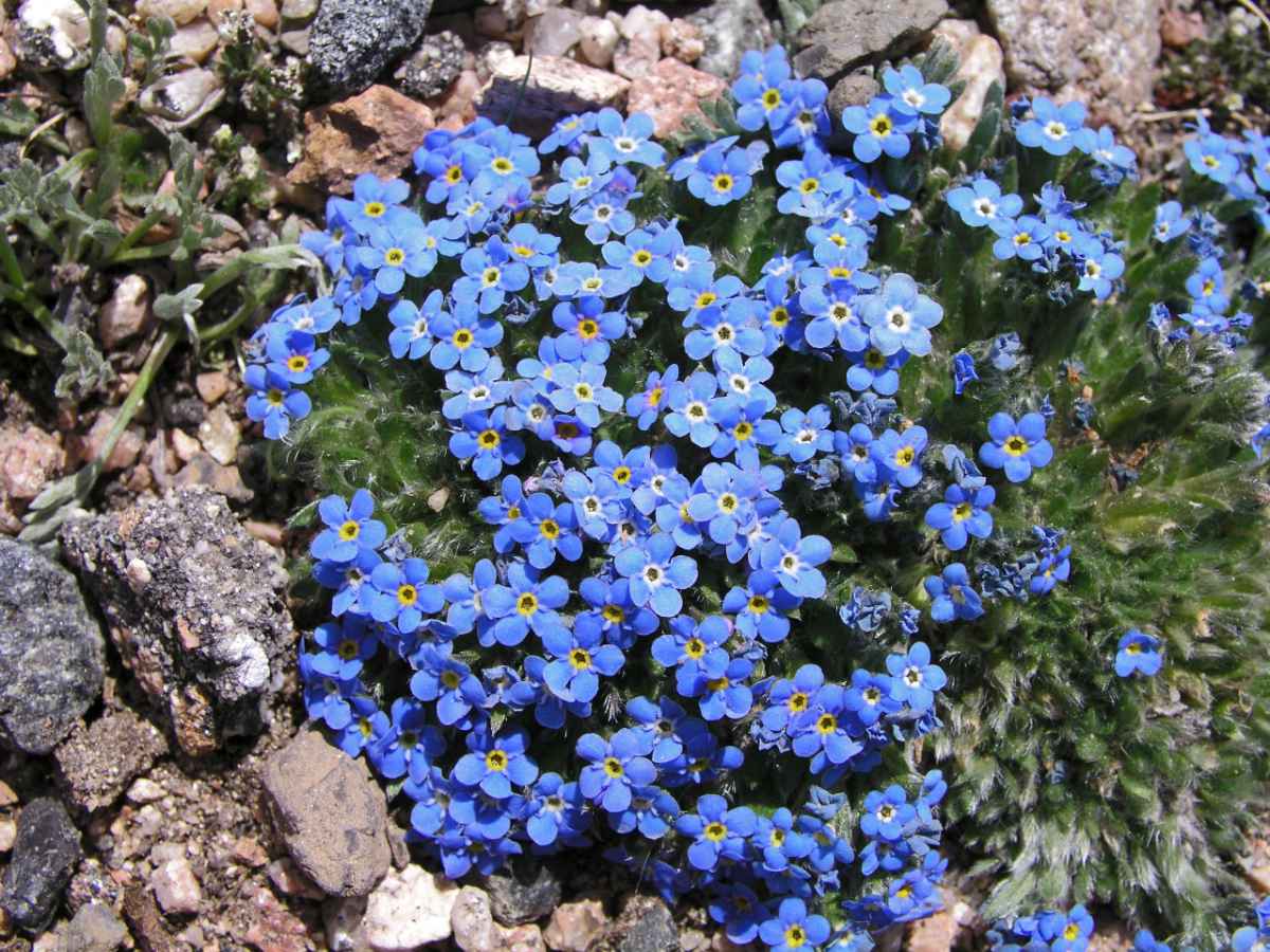Pomněnečka Eritrichium aretioides, Mt. Evans, USA Pomněnečka