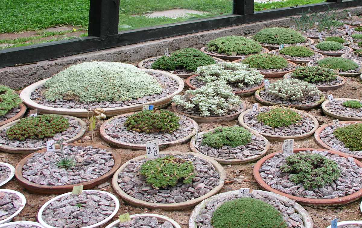 Povrchová drenáž z drobného štěrku a zapuštění choulostivějších druhů rostlin v alpínkovém skleníku Štěrk, zapuštěné nádoby a alpínkový skleník, to vše jsou opatření k tomu, aby skalničky měly podmínky jako ve své domovině