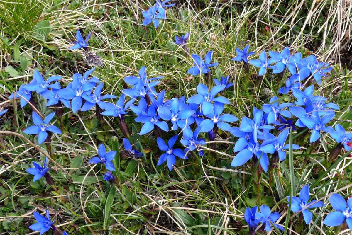 Hořec jarní (Gentiana verna) Hořec jarní