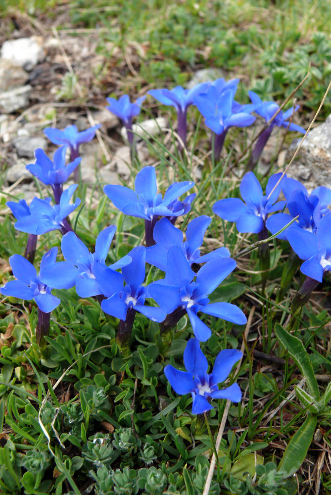Hořec jarní (Gentiana verna) patří k hojným druhům řady evropských hor. Na skalkách se pěstuje obtížně. Relativně lépe roste v kamenných korytech. Hořec jarní (Gentiana verna) patří k hojným druhům řady evropských hor. Na skalkách se pěstuje obtížně. Relativně lépe roste v kamenných korytech.