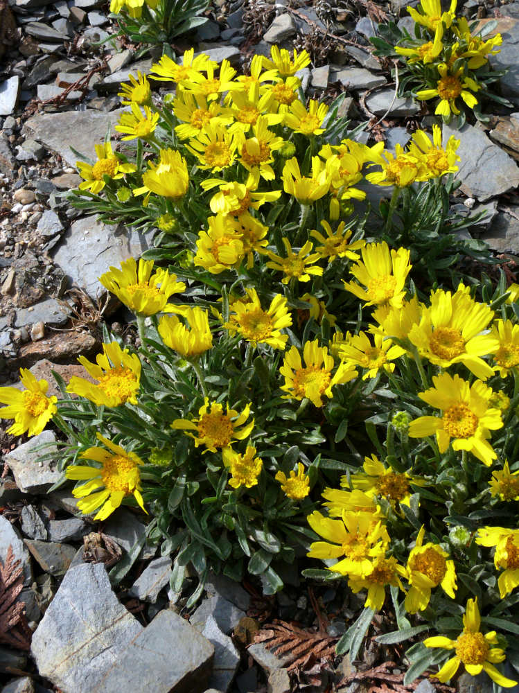 Hymenoxys acaulis var. caespitosa Hymenoxys acaulis var. caespitosa