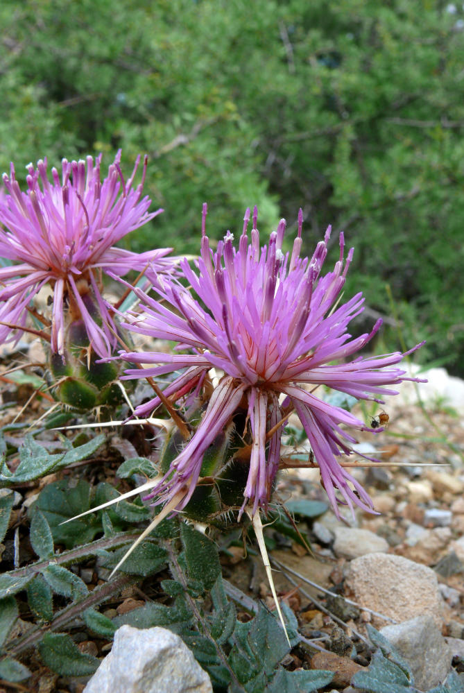 Chrpa (Centaurea urvillei) je zástupce turecké flóry. Dobře snáší horko a sucho, ale velmi špatně příliš vlhký substrát Chrpa (Centaurea urvillei) je zástupce turecké flóry. Dobře snáší horko a sucho, ale velmi špatně příliš vlhký substrát