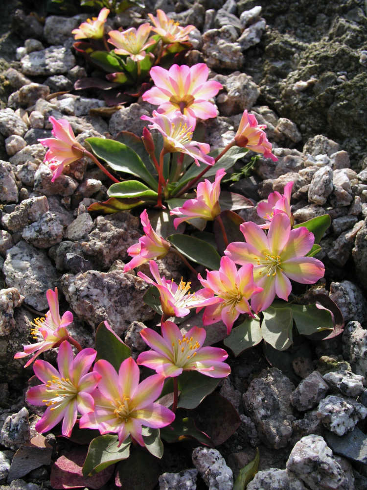 Lewisia tweedyi Lewisia tweedyi