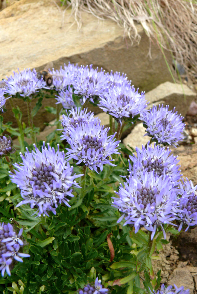 Pavinec (Jasione amethystina) roste ve španělské Sierra Nevadě. Velmi špatně snáší přemokření a vyžaduje mimořádně dobrou drenáž. Pavinec (Jasione amethystina) roste ve španělské Sierra Nevadě. Velmi špatně snáší přemokření a vyžaduje mimořádně dobrou drenáž.