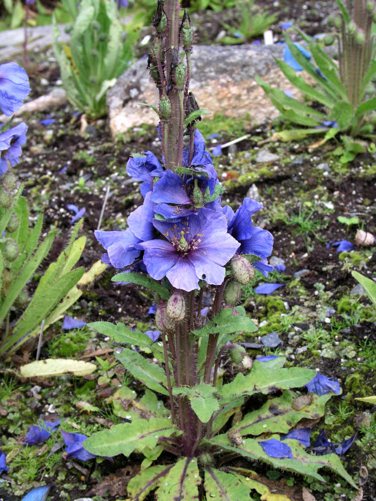 Mákovník Meconopsis aculeata Mákovník Meconopsis aculeata